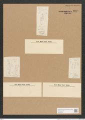 Diatomeae indet. (de-Toni-Nr.: Species 848? var.) Zeichnungen Sammlung Grunow Nr. 1688 (NHMW-BOT-W0368554)